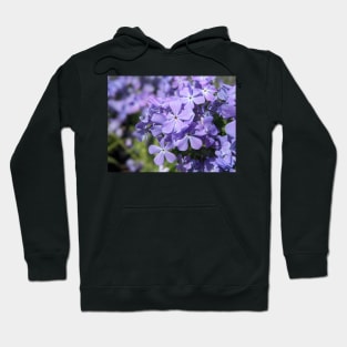 Wild Blue Phlox Hoodie